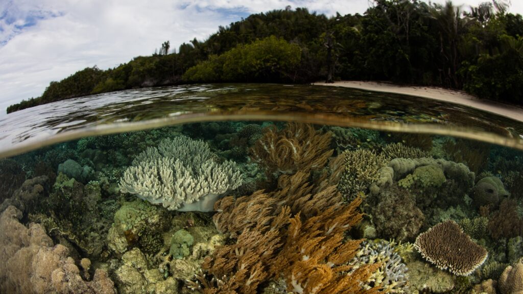 Vibrant coral in Raja Ampat
