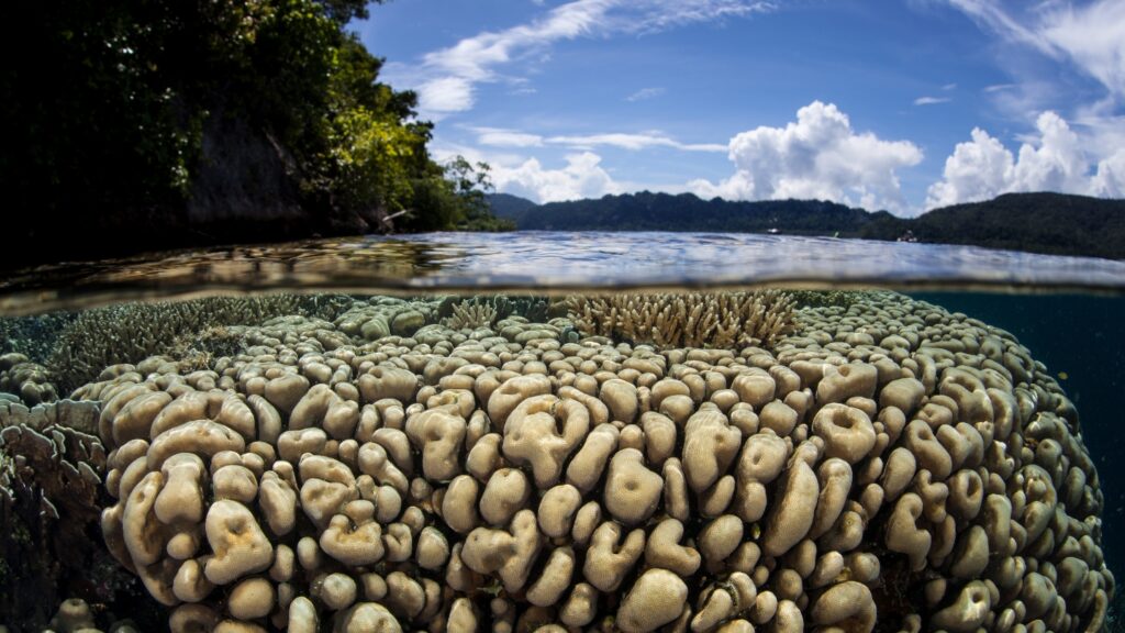 Beautiful Coral in Raja Ampat